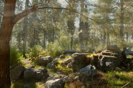 Morning landscape of pine forest with a little fog and a tree in the foregroundの写真素材