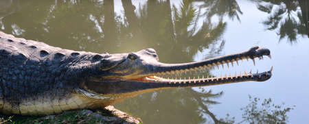 Long-nosed crocodile resting Gharial afternoon safari in waterの写真素材