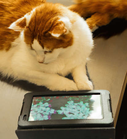 Cat lying on the table looks at pictures on a digital tabletの写真素材