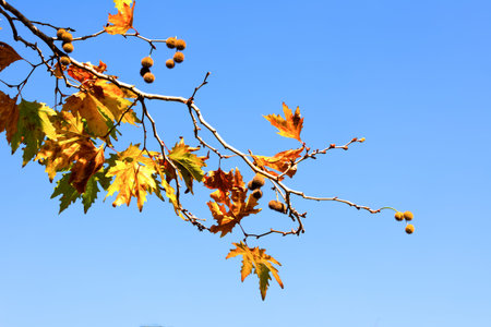 A branchs of autumn leaves against the dark blue sky