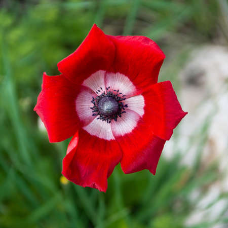 The head of a blossoming flower red anemone against a background of green grassの写真素材