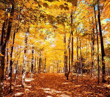 Autumn Forest in its beauty fading and falling of yellow and red leaves gives it a special flavorの写真素材