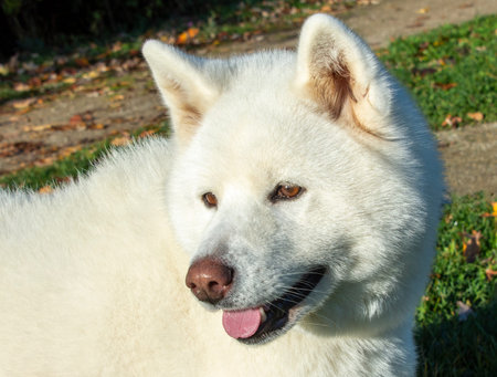 Portrait of a white, young, adorable dog on the green grass