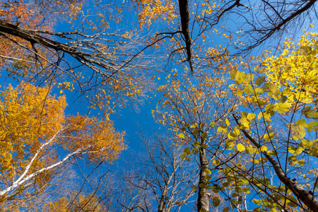 Autumn tree tops with bright orange and yellow leaves against blue sky