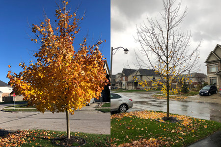 How quickly nature is changing, preparing for the winter cold