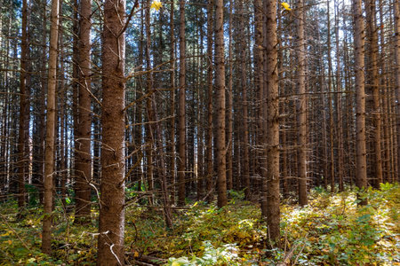 Trunks of fir trees in a coniferous forest lit by the sun against a blue sky on a warm sunny day