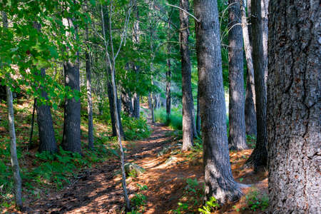 Forestry Canada is trying to help tourists and vacationers by carefully laying hiking trails in wild forests without destroying the nature of wild forestsの写真素材