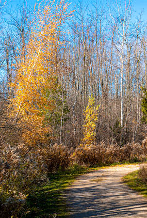 The wind shakes the trees, tearing off yellow leaves on the last warm autumn daysの写真素材
