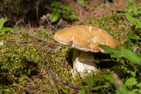A boletus mushroom with a brown hat grew in the forest, in the grass under the trees
