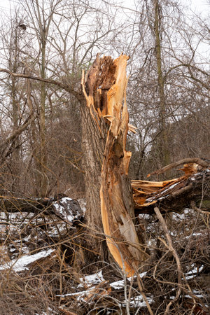 Death and destruction of a tree broken in the forest, fallen and rotting on the groundの写真素材