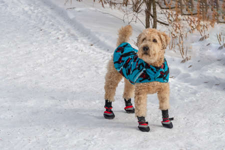 A dog dressed in a warm cape and red boots stands on a snow-covered path near the fenceの写真素材