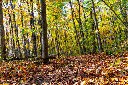 Magic colors of green and yellow-orange leaves of trees in the autumn forestの写真素材
