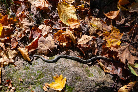 A snake in the autumn forest is looking for shelter among fallen leavesの写真素材