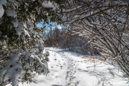 In the morning on a frosty, sunny day, people managed to tread a path through the fresh snow that fell at nightの写真素材