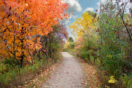 Large stump in the foreground in a beautiful maple forest with golden leaves