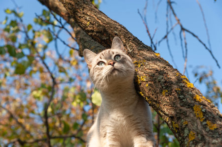 Portrait of a cat on a tree branch in the garden.の写真素材