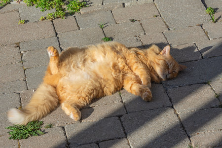 ginger cat lies on the street in the rays of the sunの写真素材