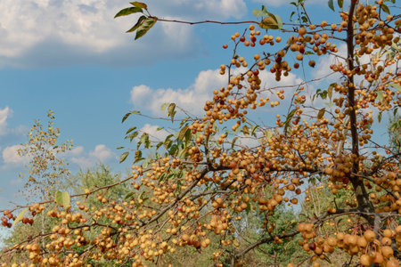 Branches of a dwarf tree strewn with ripe, yellow fruits against a background of white cloudsの写真素材