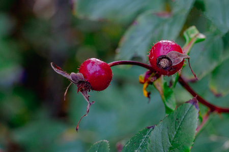 Two large, wild dark red rose hips against a green backgroundの写真素材