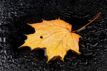 a wet maple leaf on a black backgroundの写真素材