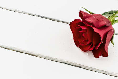 Red rose with water drops on white woodの写真素材