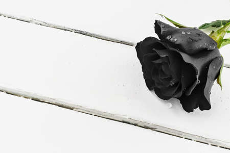 black rose with water drops on white woodの写真素材