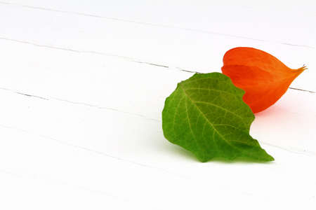 Lampion flower on white wood backgroundの写真素材