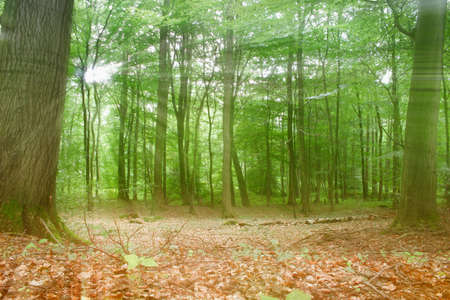 Forest with tree and sunbeamsの写真素材