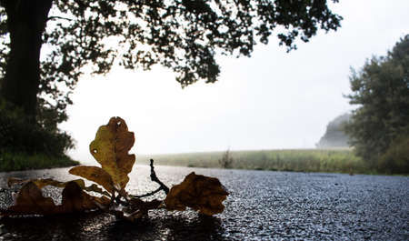Oak branch on a wet roadの写真素材