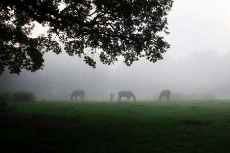 Several horses on a pasture in the fogの写真素材