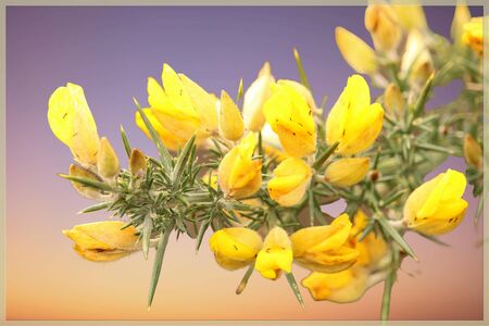Gorse branch in bloom in springの写真素材