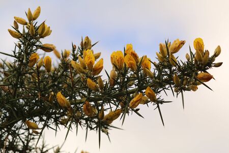 thorny branch in gorse flowerの写真素材