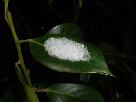 single leaf in snow isolated on black backgroundの写真素材