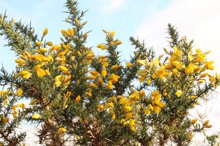 Bouquet of gorse in flower and its thornsの写真素材