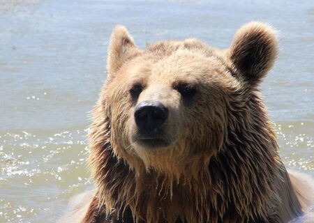 Bear head coming out of the bathの写真素材