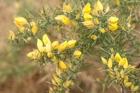 gorse flowers and prickly foliageの写真素材
