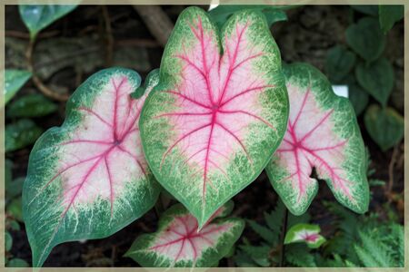 Caladium leaf background.の写真素材