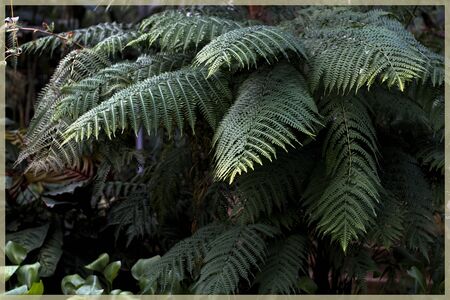 Close-up on ferns. Philicophyta plant that grows in garden or forestの写真素材