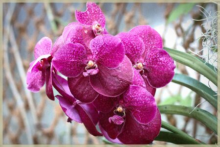 Guarianthe flower close upの写真素材