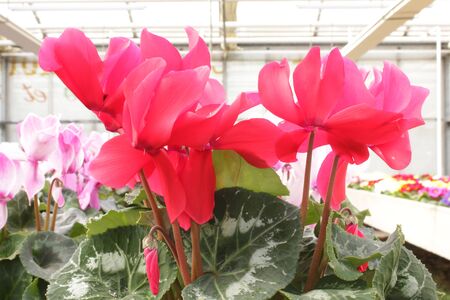 Pink cyclamen in a nurseryの写真素材