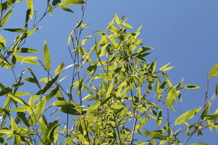 bamboo heads with blue sky backgroundの写真素材