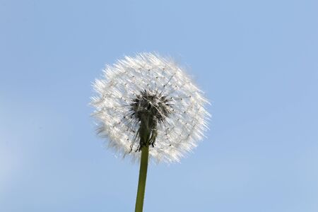 dandelion flower on blue sky backgroundの写真素材