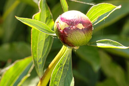peony bud before floweringの写真素材
