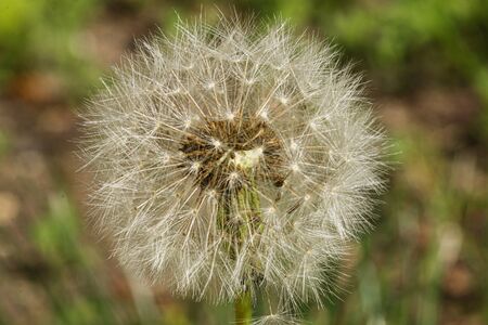 Dandelion flowerの写真素材