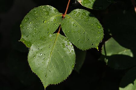Water drops on rose leaves on black backgroundの写真素材