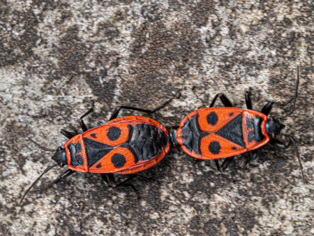 Couple of pyrrhocorus apterus, gendarme,
