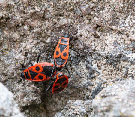Pyrrhocorus apterus, a group of fire bugs, gendarmesの写真素材