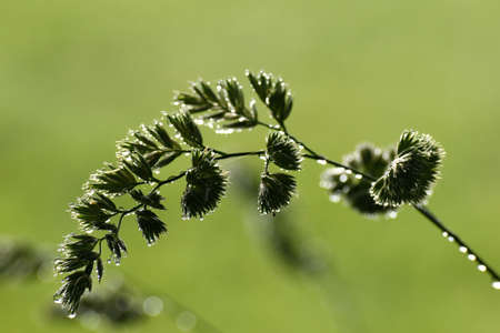 high grass on back light on green and black backgroundの写真素材