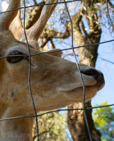 Deer portrait sideways. The stag's gazeの写真素材