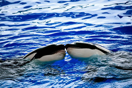 Two big Orcas kissing with each over